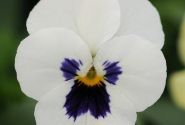 Viola cornuta Twix Power