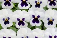 Viola cornuta Twix Power