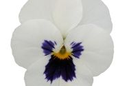 Viola cornuta Twix Power