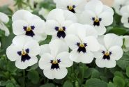 Viola cornuta Twix Power