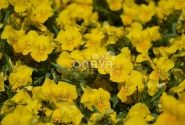 Viola cornuta Twix Power Yellow