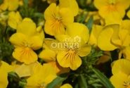 Viola cornuta Twix Power Yellow
