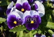 Viola wittrockiana Carneval Beaconsfield