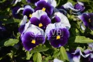 Viola wittrockiana Carneval Beaconsfield