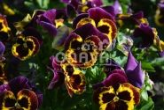 Viola wittrockiana Carneval Yellow Purple Face