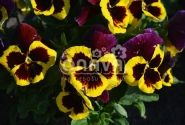 Viola wittrockiana Carneval Yellow Purple Face