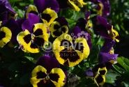 Viola wittrockiana Carneval Yellow Purple Face