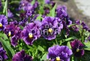 Viola wittrockiana Orchi Burgundy