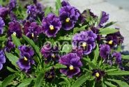 Viola wittrockiana Orchi Burgundy