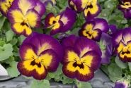 Viola wittrockiana Lubega Mix