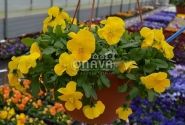 Viola wittrockiana Volante Yellow