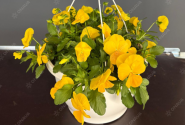 Viola wittrockiana Volante Yellow