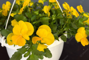 Viola wittrockiana Volante Yellow