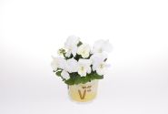 Viola wittrockiana Volante Compact Clear White