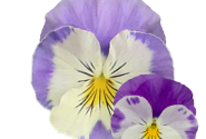Viola wittrockiana Volante Compact Cream Lilac Wing