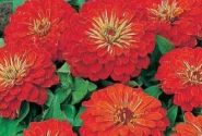 Zinnia elegans Columbus Scarlet