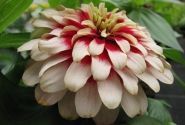 Zinnia elegans Swizzle Cherry & Ivory