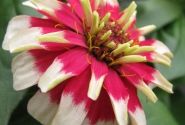 Zinnia elegans Swizzle Cherry & Ivory