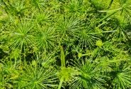 Cyperus prolifer Cedric