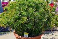 Cyperus prolifer Cedric