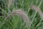 Pennisetum advena Sky Rocket