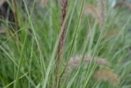 Pennisetum advena Sky Rocket