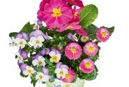 Spring Checkies Spring Checkies Pink Love (12 cm)
