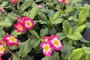Spring Checkies Spring Checkies Pink Love (12 cm)