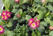 Spring Checkies Spring Checkies Pink Love