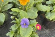Spring Checkies Spring Checkies Romania (12 cm)