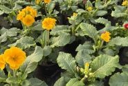 Spring Checkies Spring Checkies Romania (12 cm)
