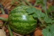 Citrullus lanatus Mini Love