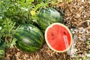 Citrullus lanatus Mini Love