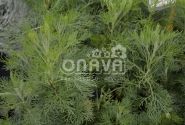 Artemisia abrotanum Cola (BIO)