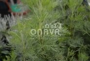 Artemisia abrotanum Cola (BIO)