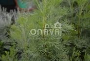 Artemisia abrotanum Cola (BIO)