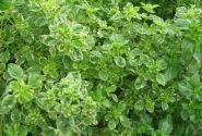 Origanum vulgare Panta (BIO)