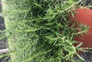 Rosmarinus officinalis Riviera Bush (BIO)