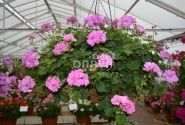 Pelargonium peltatum Rosy