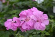 Pelargonium peltatum Rosy