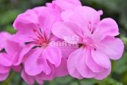 Pelargonium peltatum Rosy