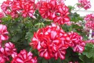 Pelargonium peltatum Mexica Ruby