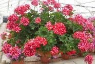 Pelargonium peltatum Mexica Ruby (12cm)