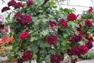 Pelargonium peltatum Tommy (12cm)