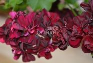 Pelargonium peltatum Tommy (12cm)