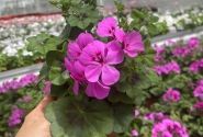 Pelargonium peltatum Happy Face Lilac 24 (XXL)