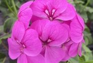 Pelargonium peltatum Happy Face Lilac 24 (XXL)