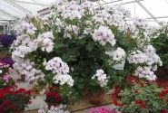 Pelargonium peltatum Blanche Roche (12cm)