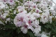Pelargonium peltatum Blanche Roche (12cm)