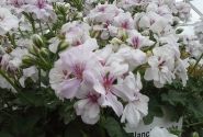 Pelargonium peltatum Blanche Roche (XXL)